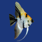 PEIXE ACARA BANDEIRA GRANDE RED KOI