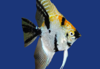 PEIXE ACARA BANDEIRA GRANDE RED KOI