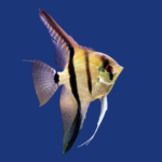 PEIXE ACARA BANDEIRA COMUM GRANDE