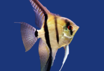 PEIXE ACARA BANDEIRA COMUM GRANDE