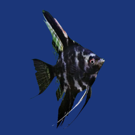 PEIXE ACARA BANDEIRA MARMORATO PEQUENO