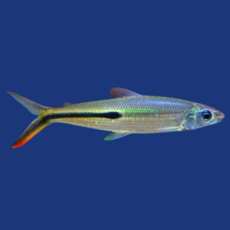 PEIXE CRUZEIRO DO SUL