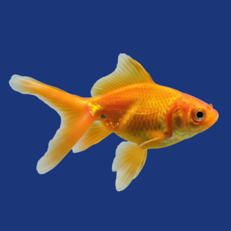 PEIXE KINGUIO GRANDE