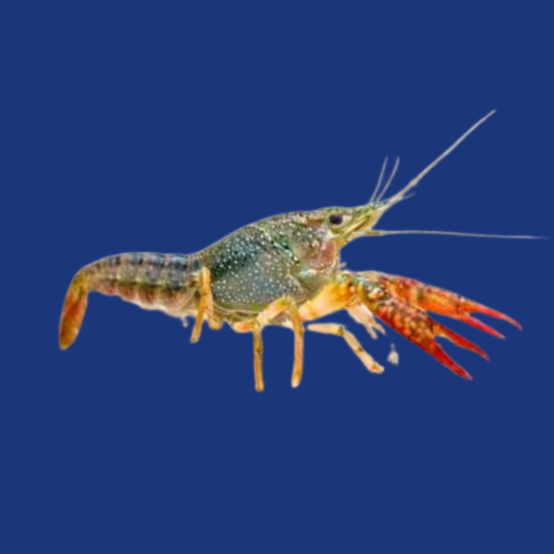 LAGOSTA (LAGOSTINHA)