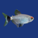 PEIXE OLHO DE FOGO BALÃO