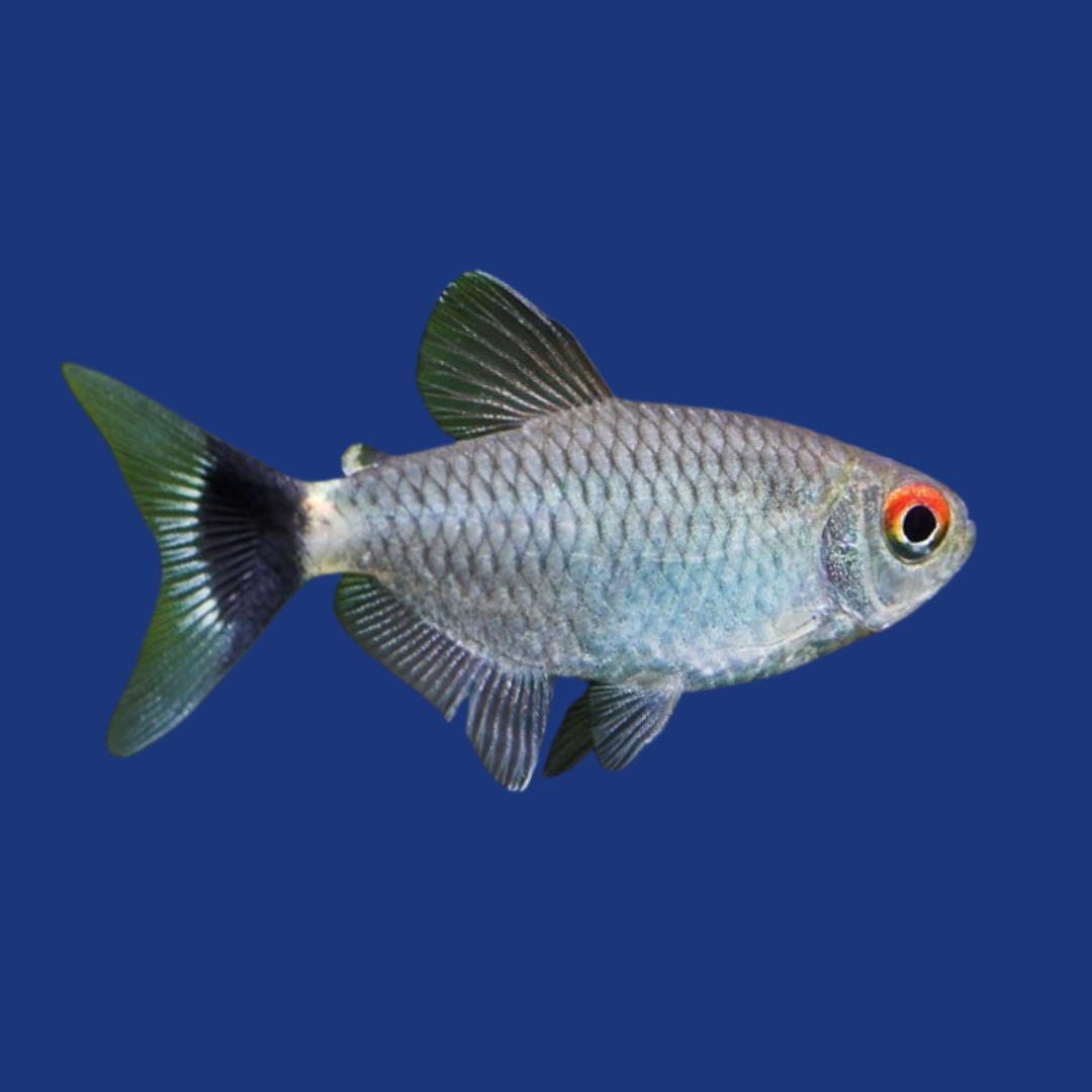 PEIXE OLHO DE FOGO BALÃO