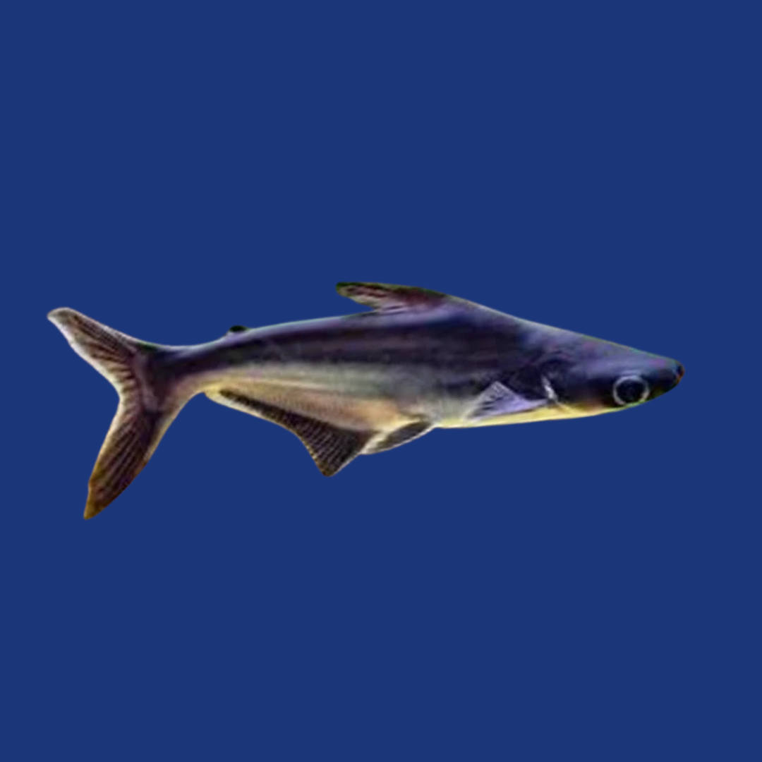 PEIXE PANGASIUS PEQUENO