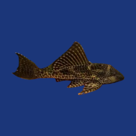 PEIXE CASCUDO BODO PEDRA
