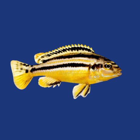 PEIXE AURATUS AMARELO