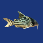 PEIXE CORIDORA SCHWARTZI