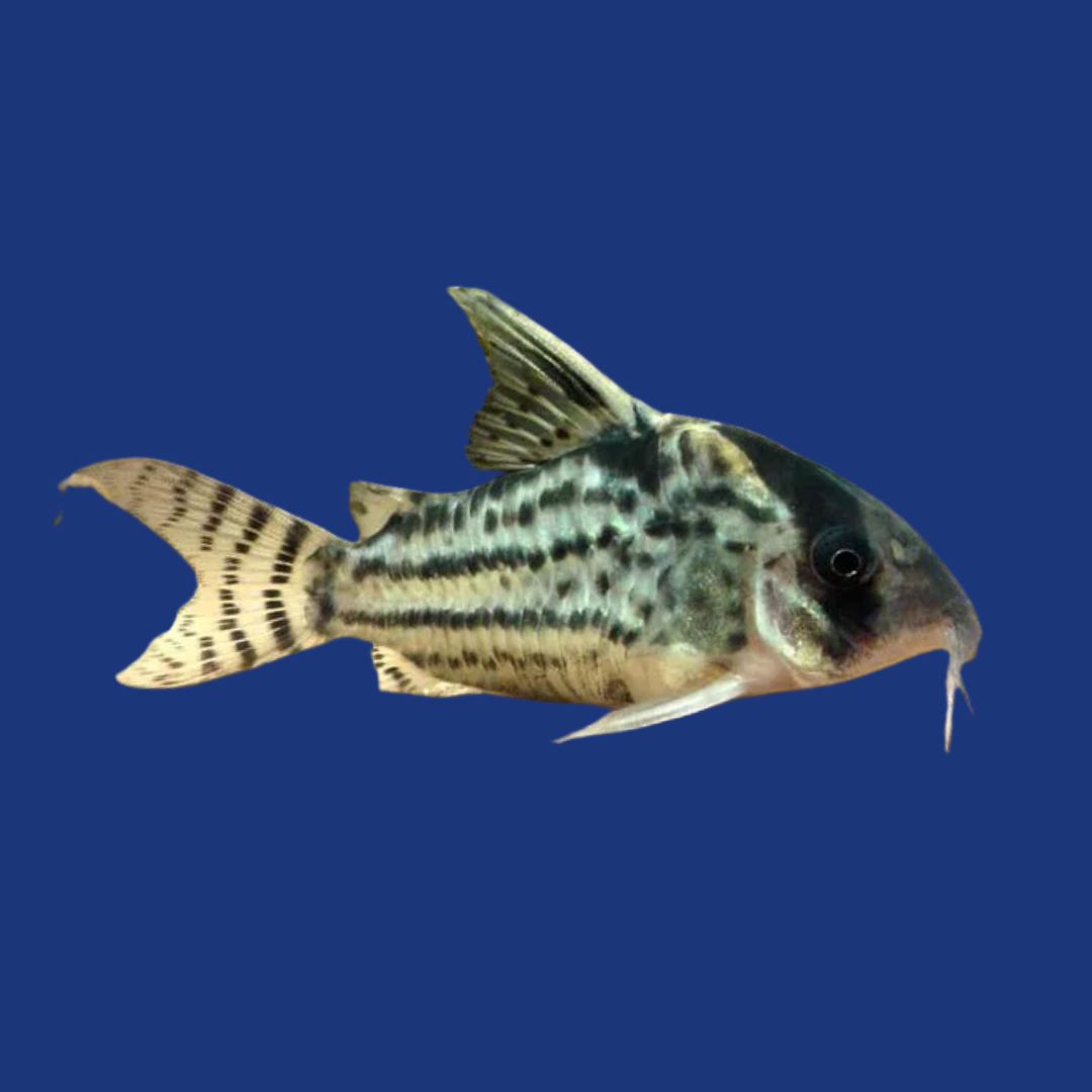 PEIXE CORIDORA SCHWARTZI