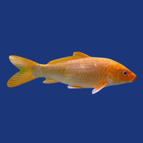 PEIXE CARPA MÉDIA