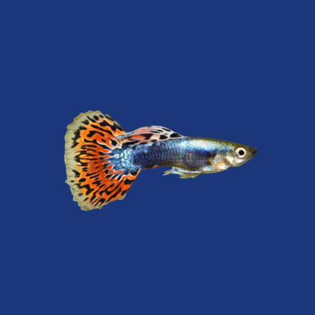 PEIXE GUPPY (UNIDADE)