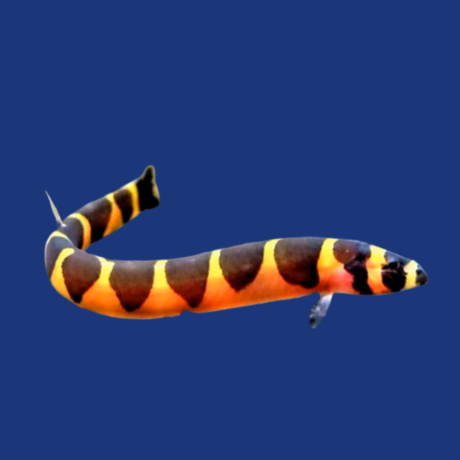 PEIXE COBRINHA KUHLI