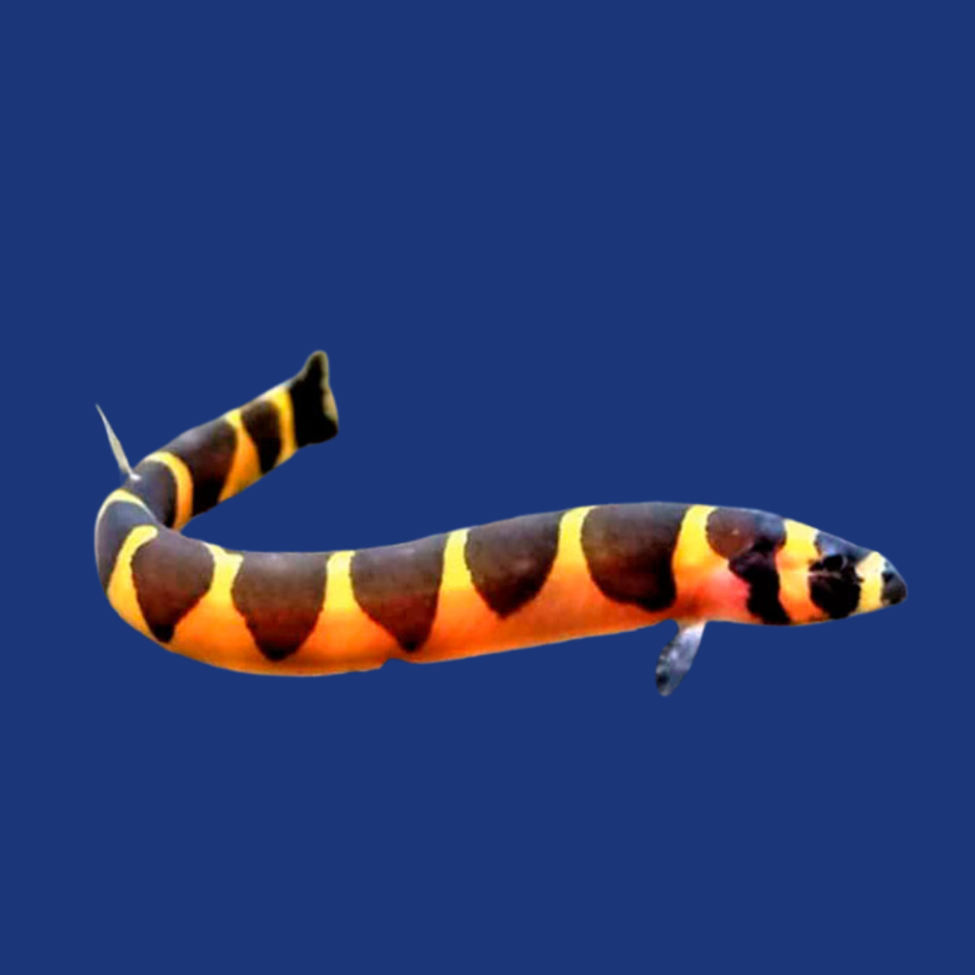 PEIXE COBRINHA KUHLI