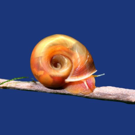 CARAMUJO RED (RAMSHORN RED)