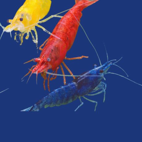 CAMARAO NEOCARIDINA (MISTO)