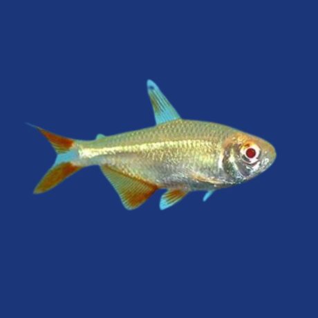 PEIXE TETRA BUENOS AIRES ALBINO