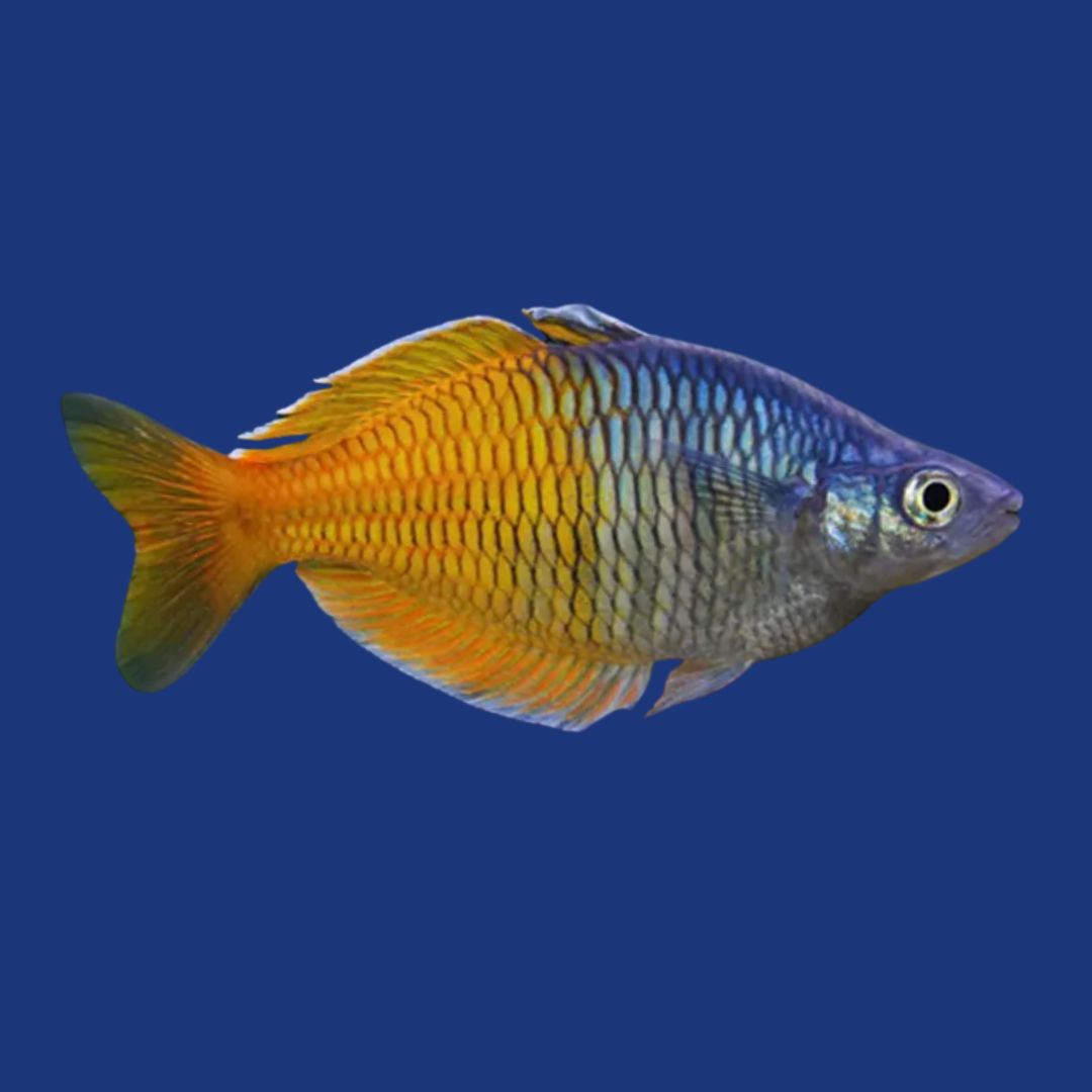 PEIXE MELANOTAENIA BOESEMANI