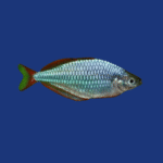 PEIXE MELANOTAENIA NEON