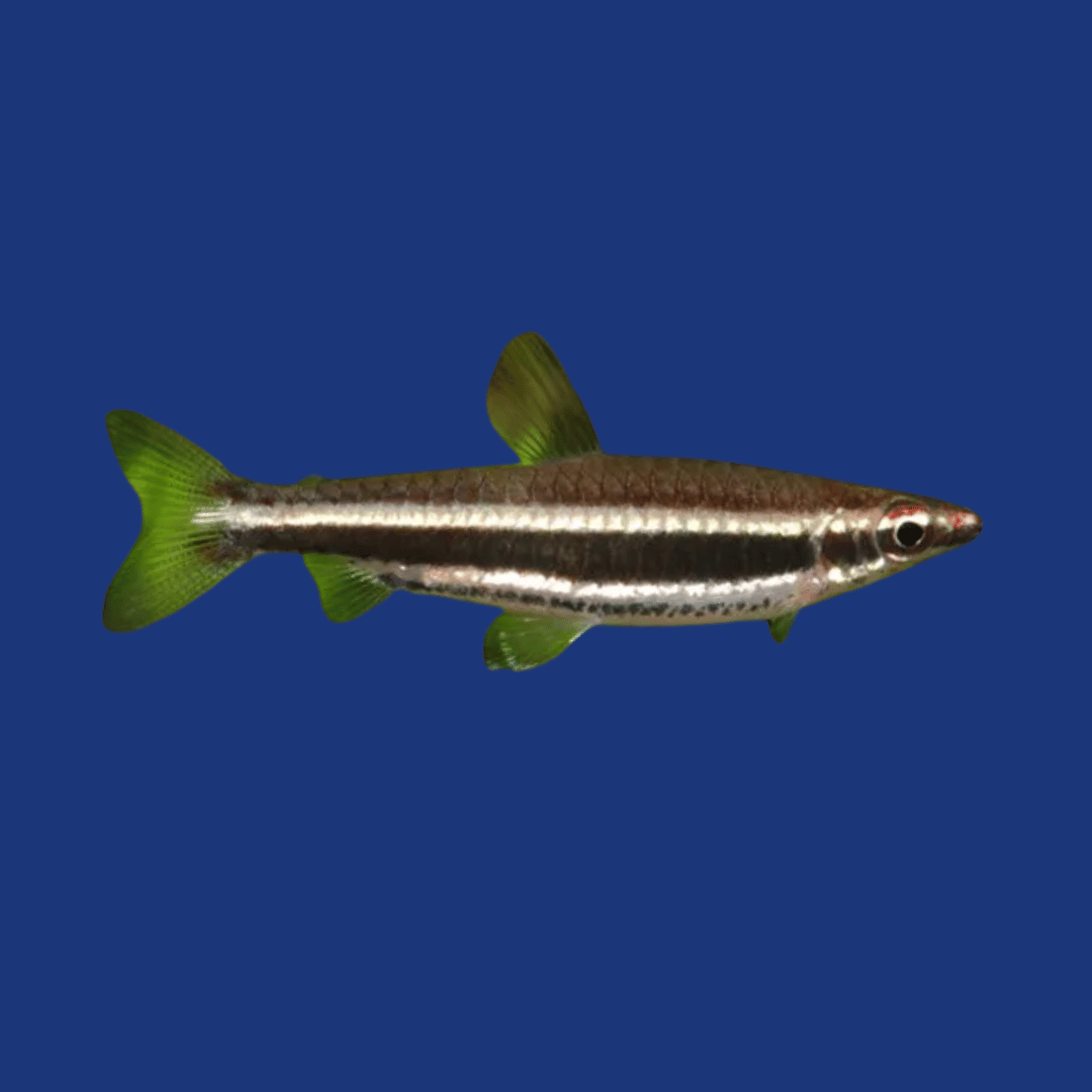 PEIXE TETRA LAPIS