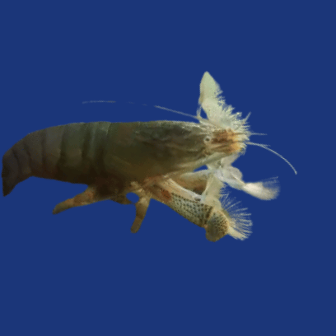 LAGOSTINHA FILTRADORA