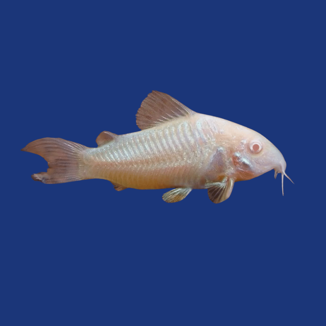PEIXE CORIDORA ALBINA