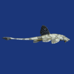 PEIXE CASCUDO LARICARIA