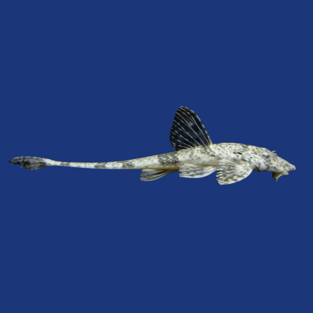 PEIXE CASCUDO LARICARIA