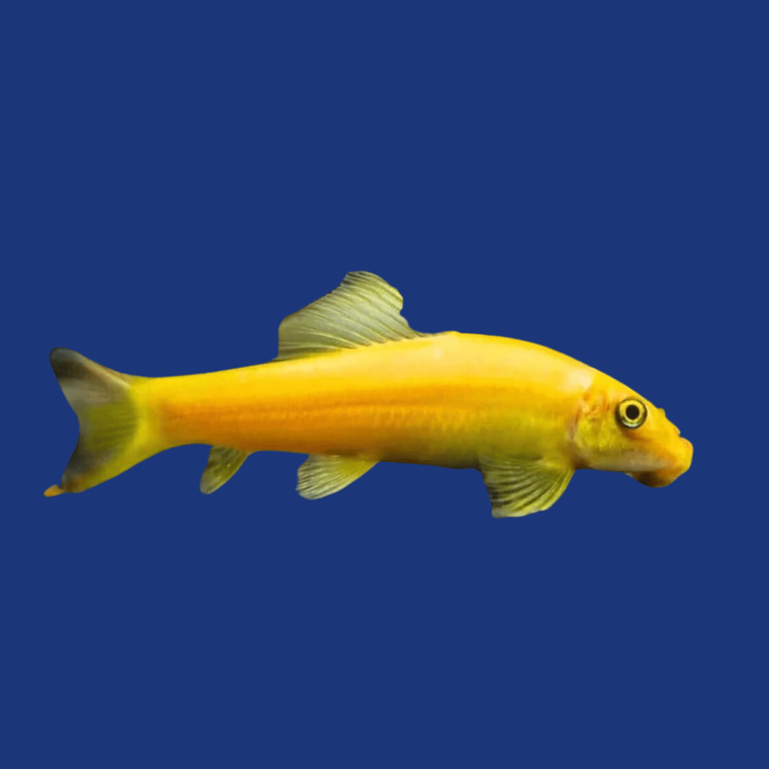 PEIXE ALGAE EATER GOLD