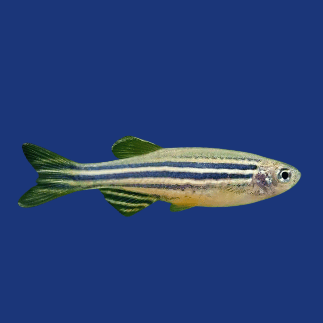 PEIXE PAULISTINHA