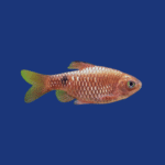 PEIXE BARBUS CEREJA