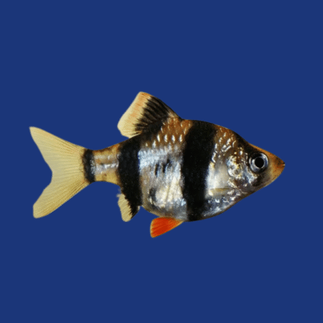 PEIXE BARBUS SUMATRA