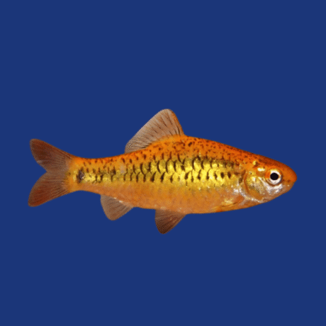 PEIXE BARBUS OURO