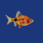 PEIXE BARBUS RED