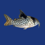 PEIXE CORIDORA AGASSIZI