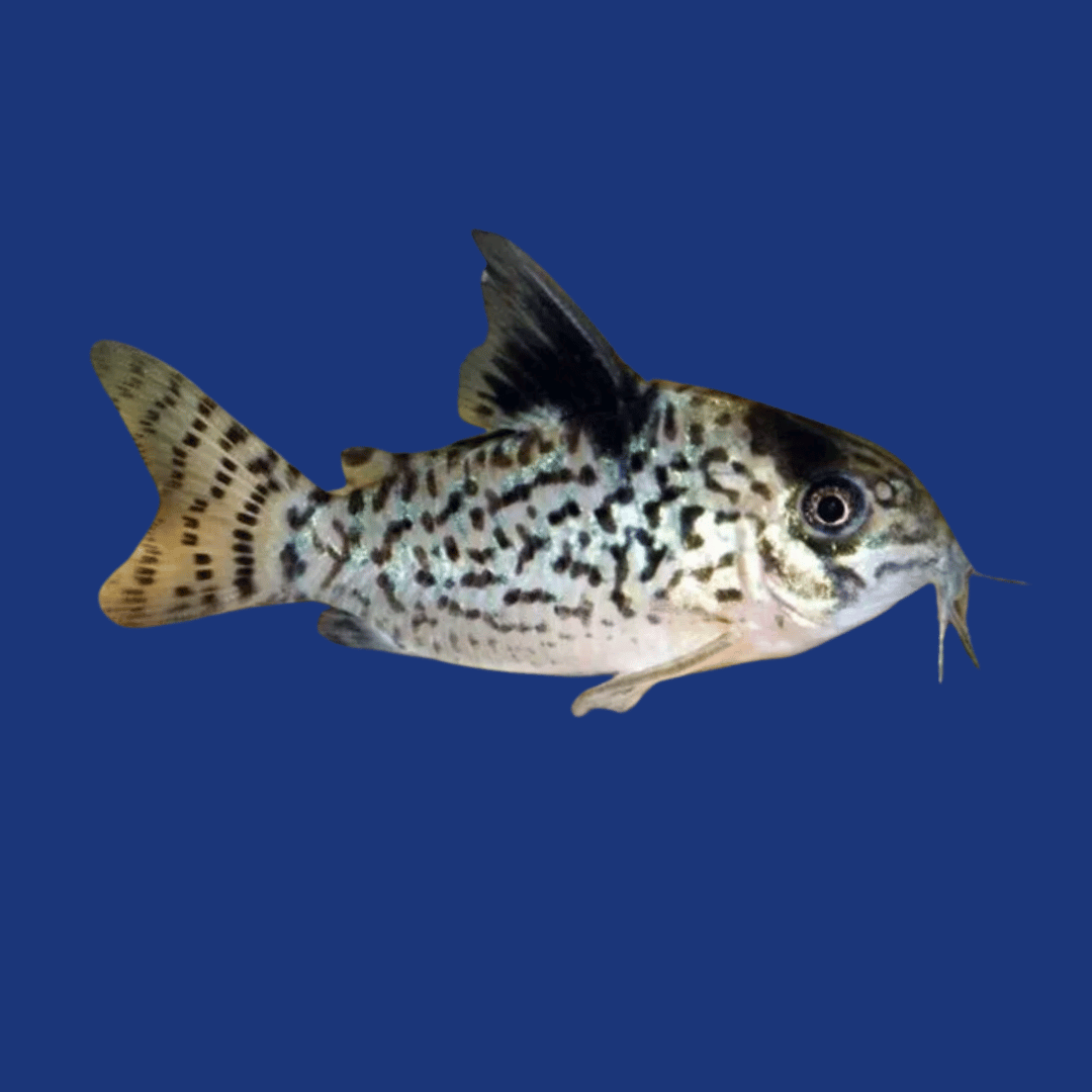 PEIXE CORIDORA AGASSIZI