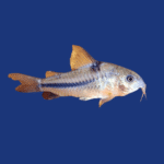 PEIXE CORIDORA COMUM