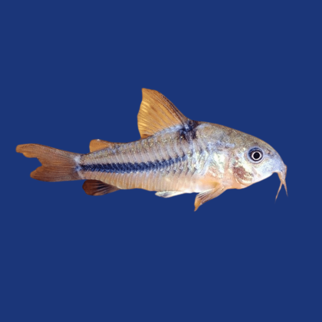PEIXE CORIDORA COMUM