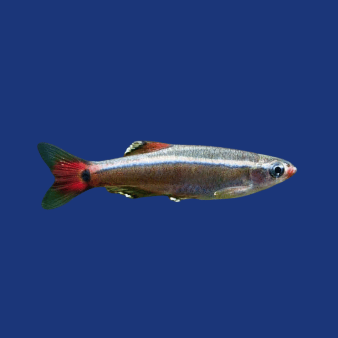 PEIXE TETRA TANICTS