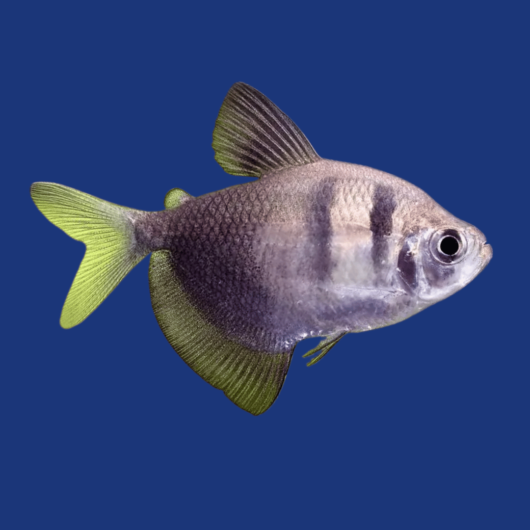 PEIXE TETRA NEGRO