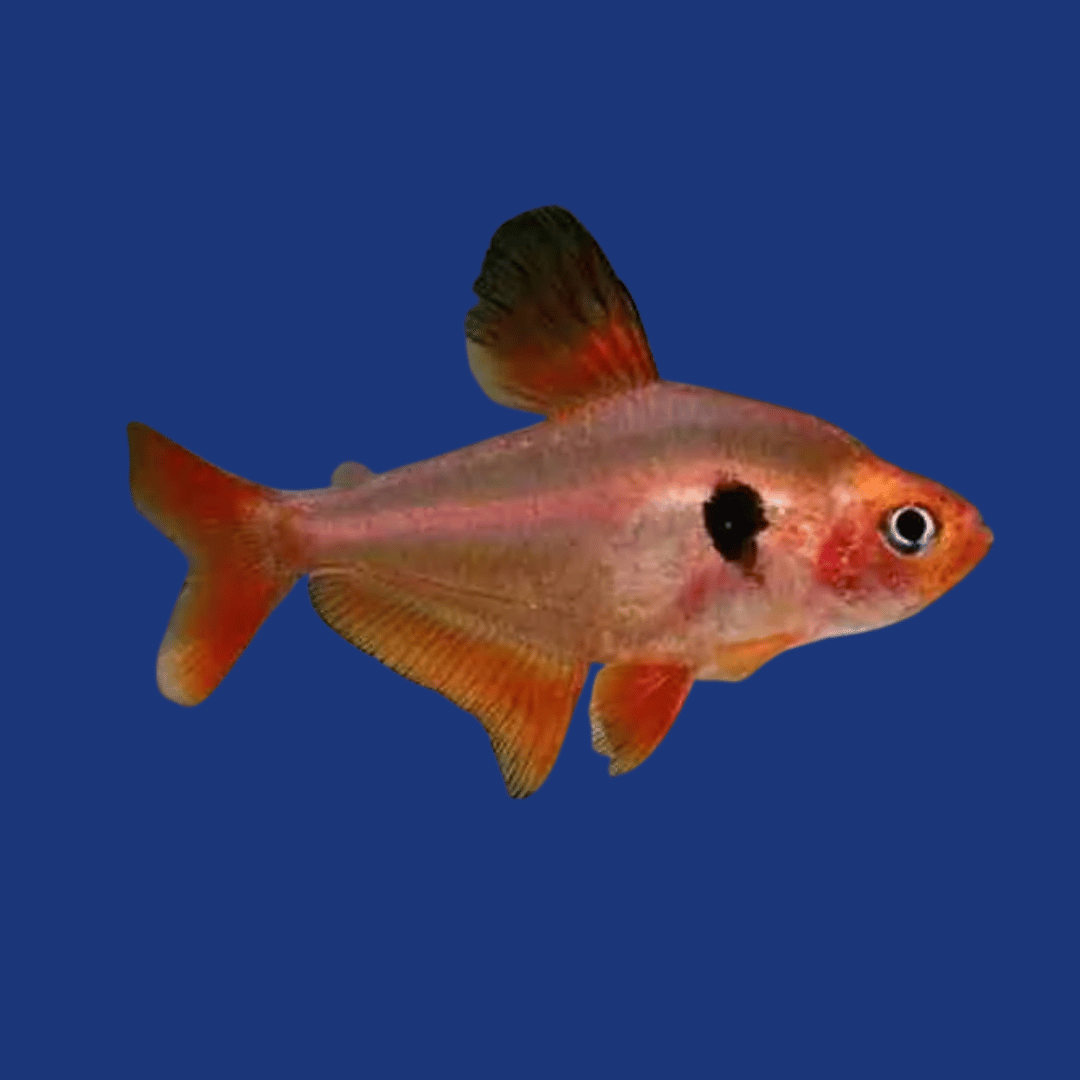 PEIXE TETRA MATO GROSSO