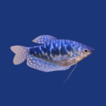 PEIXE TRICOGASTER AZUL