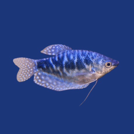 PEIXE TRICOGASTER AZUL