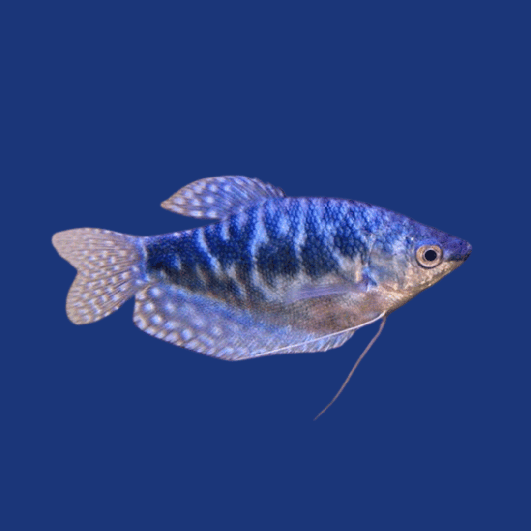 PEIXE TRICOGASTER AZUL