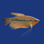 PEIXE TRICOGASTER LERY
