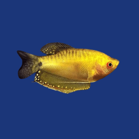 PEIXE TRICOGASTER OURO