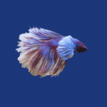 PEIXE BETTA MACHO DUMBO