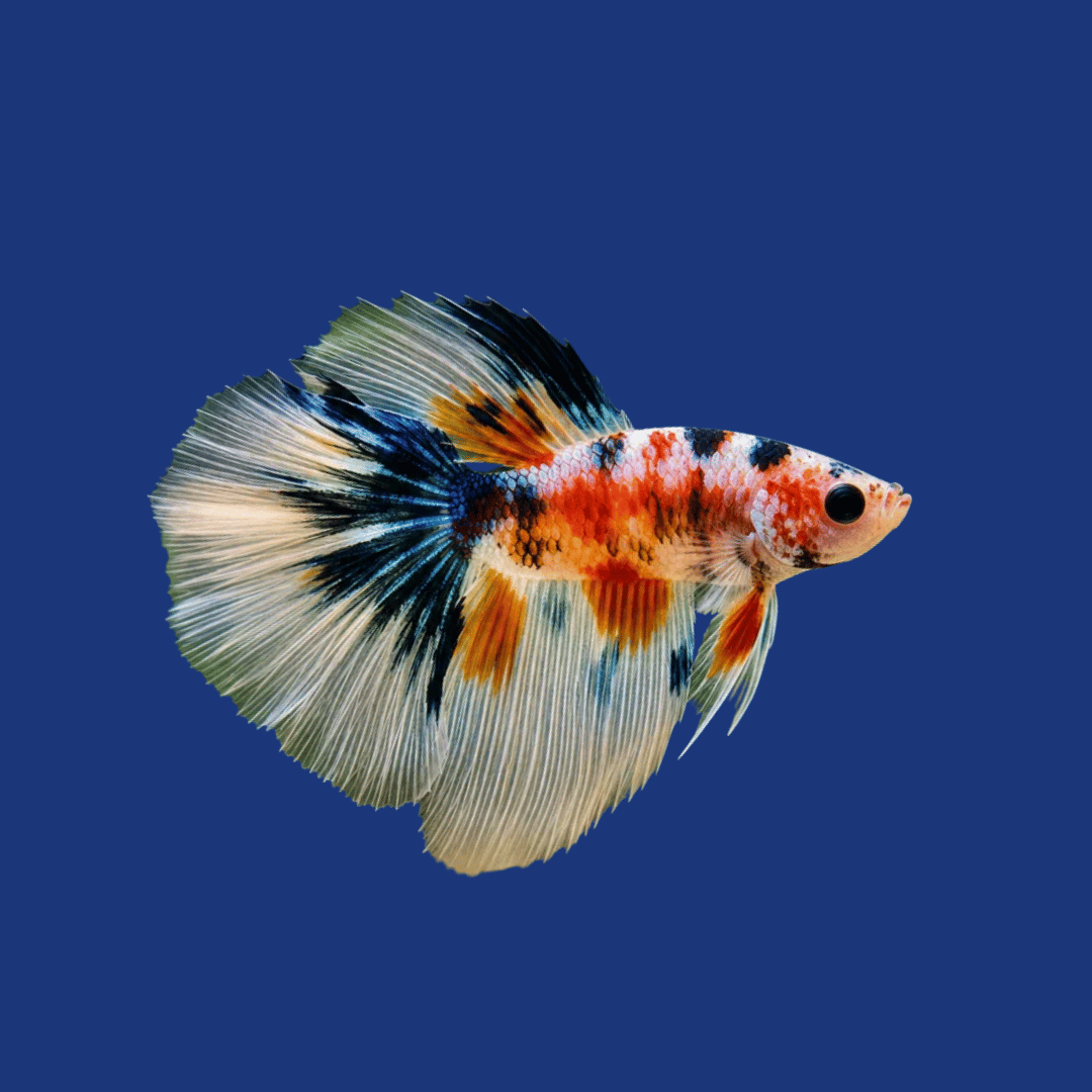 PEIXE BETTA MACHO KOI