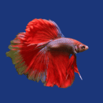 PEIXE BETTA MACHO COMUM